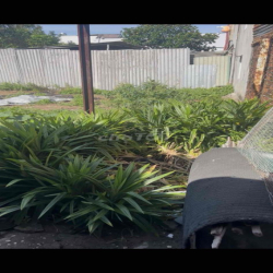 đất sổ đỏ 300m2 đường Tam Đông 11, Hóc Môn, Tp.HCM.