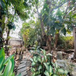 CHO THUÊ BIỆT THỰ VƯỜN 1300m2 - PHƯỜNG BỬU LONG ( CŨ ) - TRẤN BIÊN MỚI