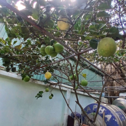 cho thuê nhà. gần trường học cấp 2 tam Bình
