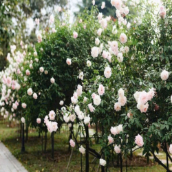 HOMESTAY MÙA THU HÀ NỘI - GẦN NGÃ TƯ SỞ & TÔN THẤT TÙNG