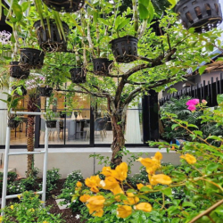 Cho thuê gấp biệt thự Mỹ Giang, Phú Mỹ Hưng, Quận 7