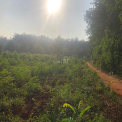 Cho thuê đất làm vườn