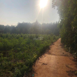 Cho thuê đất làm vườn