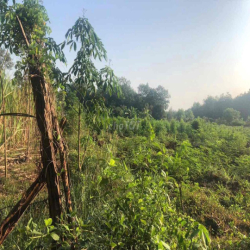 Cho thuê đất làm vườn