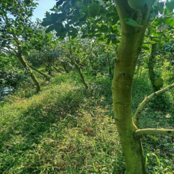 Cần cho thuê đất vườn mít