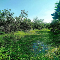 Cần cho thuê đất vườn mít