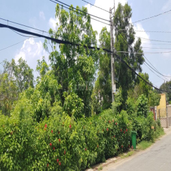 Cho thuê đất chính chủ xã Long Hòa Cần Giờ