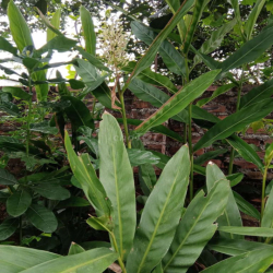 CHO THUÊ ĐẤT LÀM NHÀ KÍNH, VƯỜN ƯƠM, DỰ ÁN GIÁO DỤC