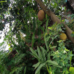 CHO THUÊ ĐẤT LÀM NHÀ KÍNH, VƯỜN ƯƠM, DỰ ÁN GIÁO DỤC