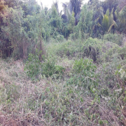 CHO THUÊ DÀI HẠN ĐẤT NỀN 450M2 CHÍNH CHỦ