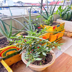 Cho thuê nhà nguyên căn