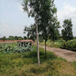 cho thuê vườn 7000m2 có 2 căn nhà cấp 4 đường  xe tải thoải mái