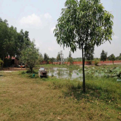 cho thuê vườn 7000m2 có 2 căn nhà cấp 4 đường  xe tải thoải mái